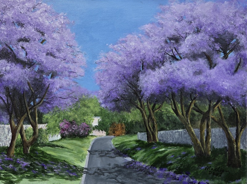 An avenue of jacaranda trees in full purple blossom above a quiet road, with fallen petals scattered across the grass