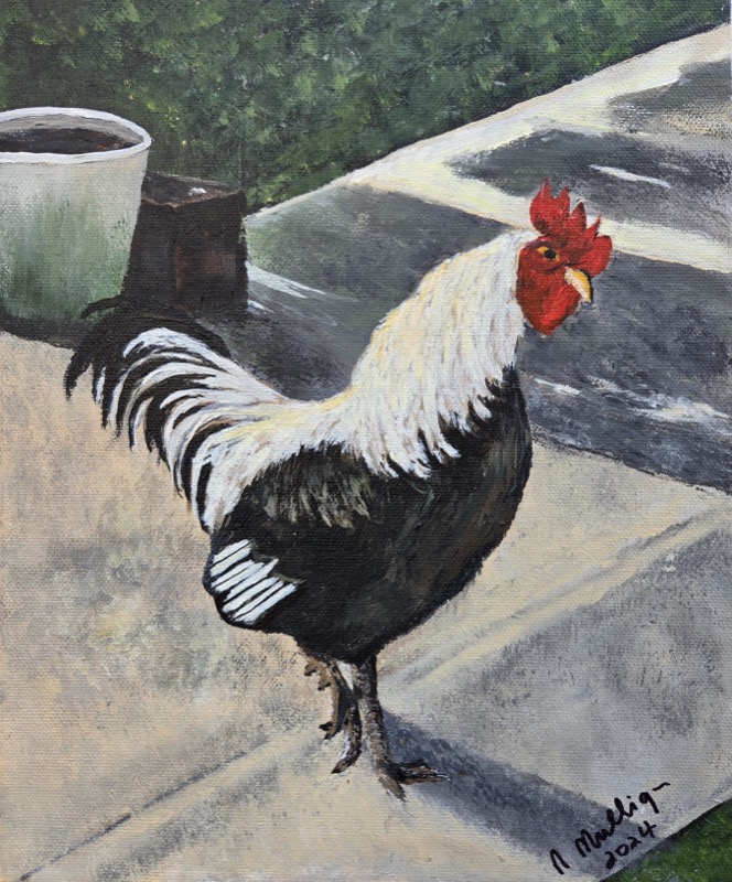 A black and white cockerel standing on a farm path against green summer growth